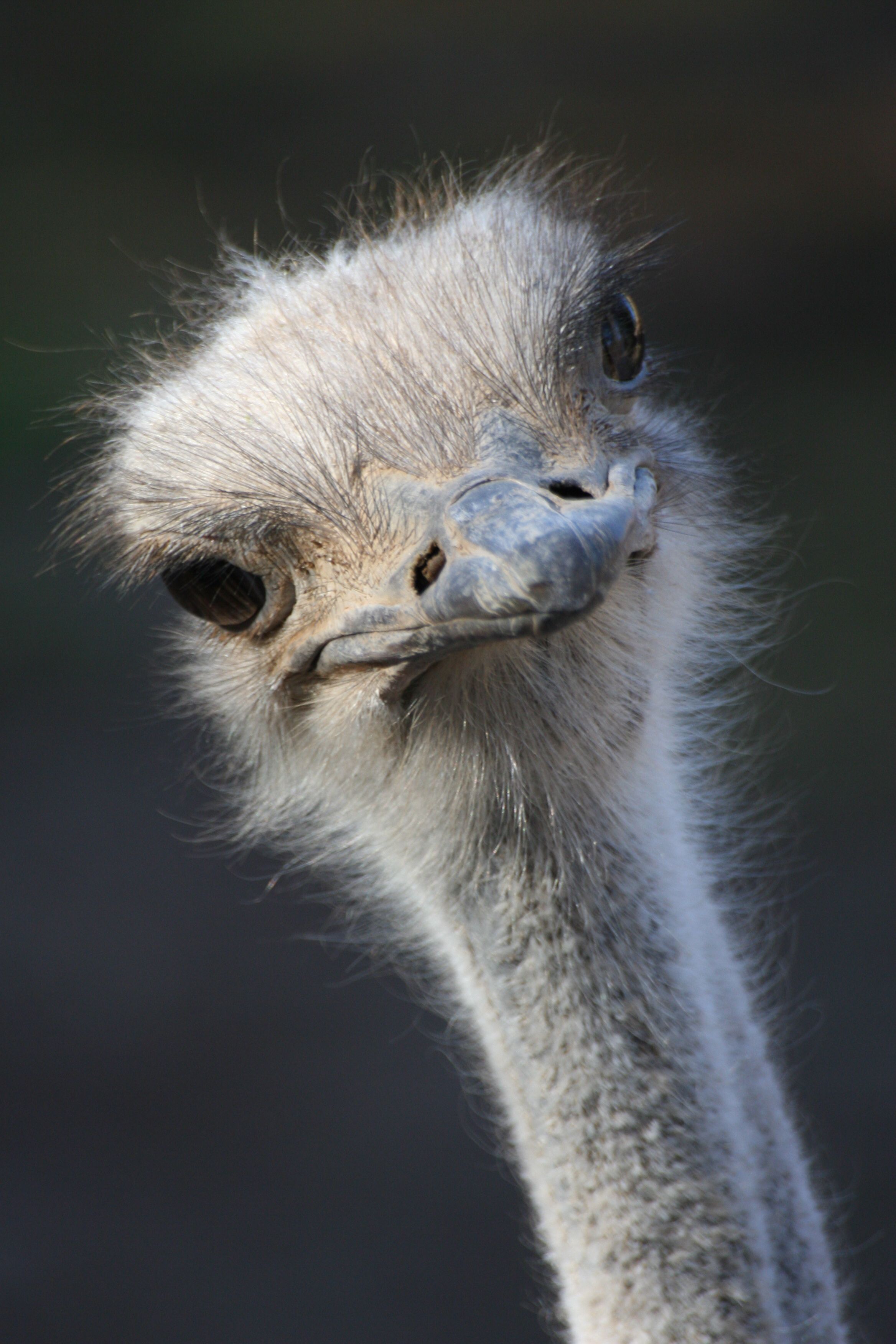 Cute Ostrich Wallpapers Wallpaper Cave