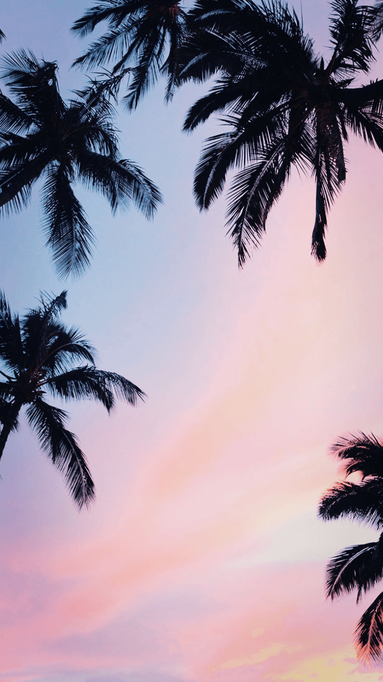 Palm Trees Tumblr Background