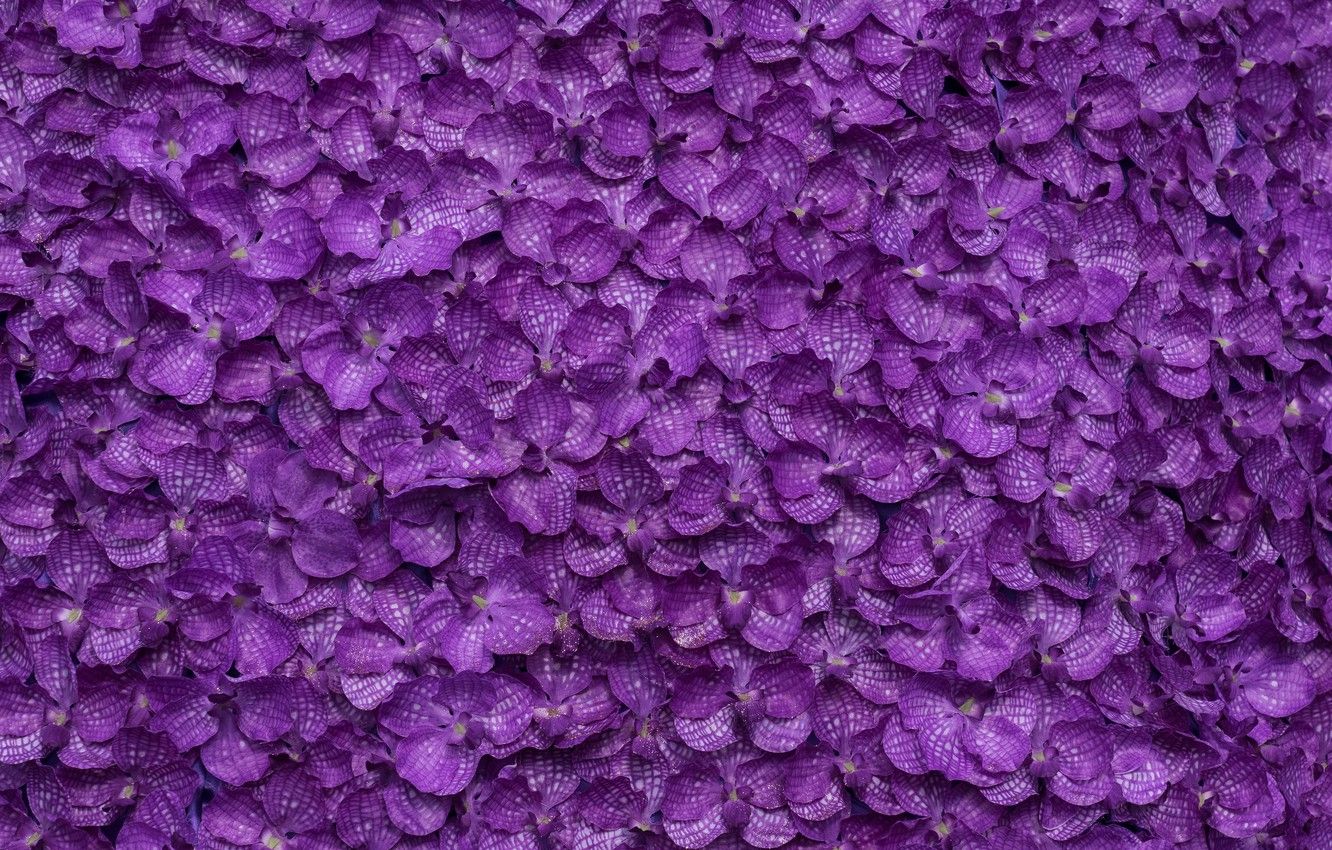 Purple Petal Flower Wallpapers Wallpaper Cave