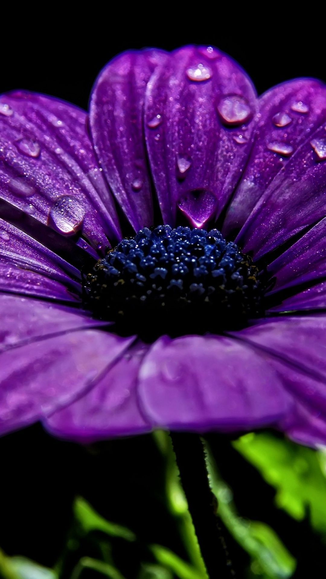 Purple Petal Flower Wallpapers Wallpaper Cave