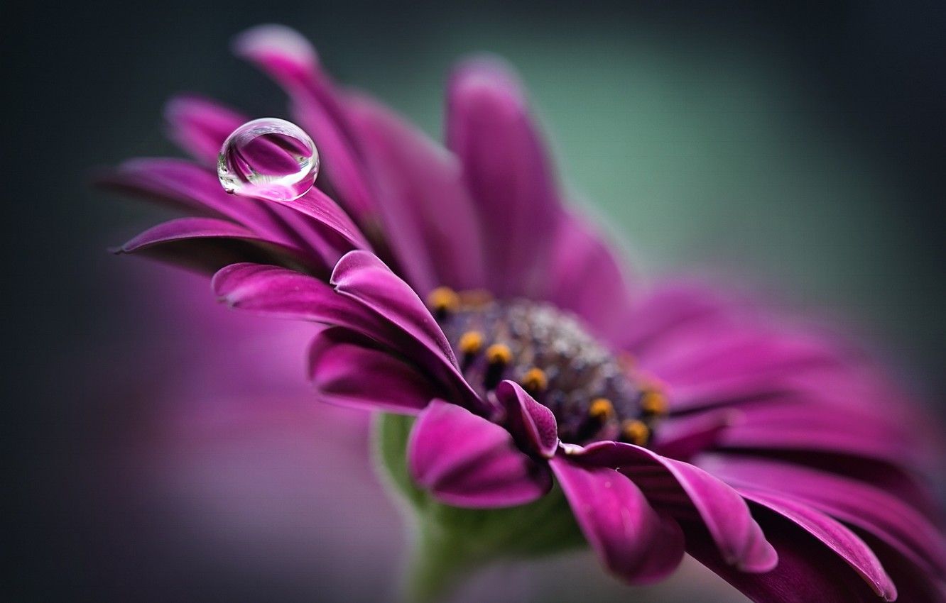 Purple Petal Flower Wallpapers Wallpaper Cave