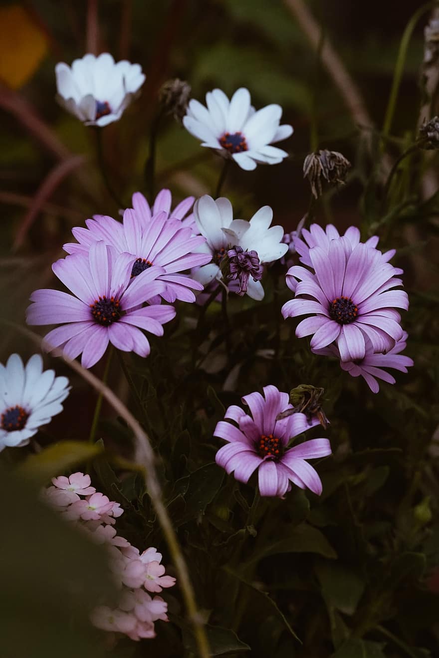 Purple Petal Flower Wallpapers Wallpaper Cave