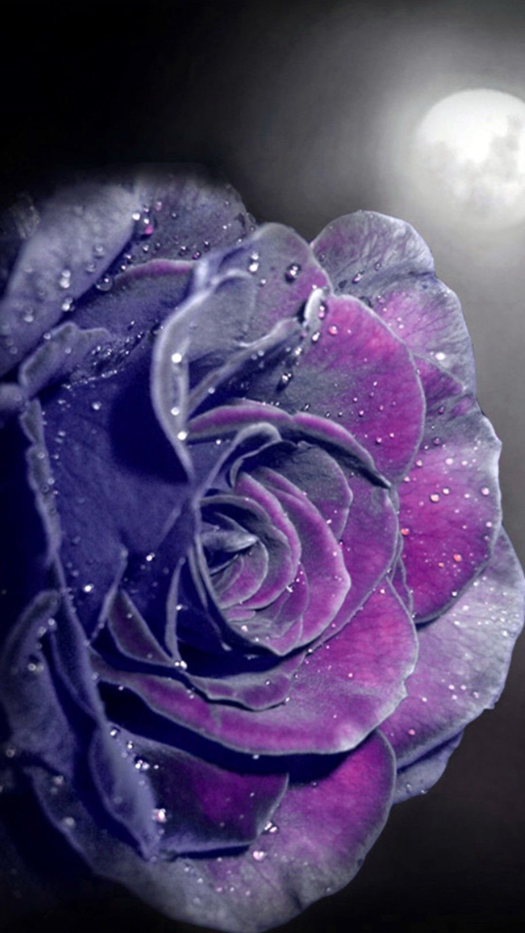 Purple Rose HD Wallpapers Wallpaper Cave
