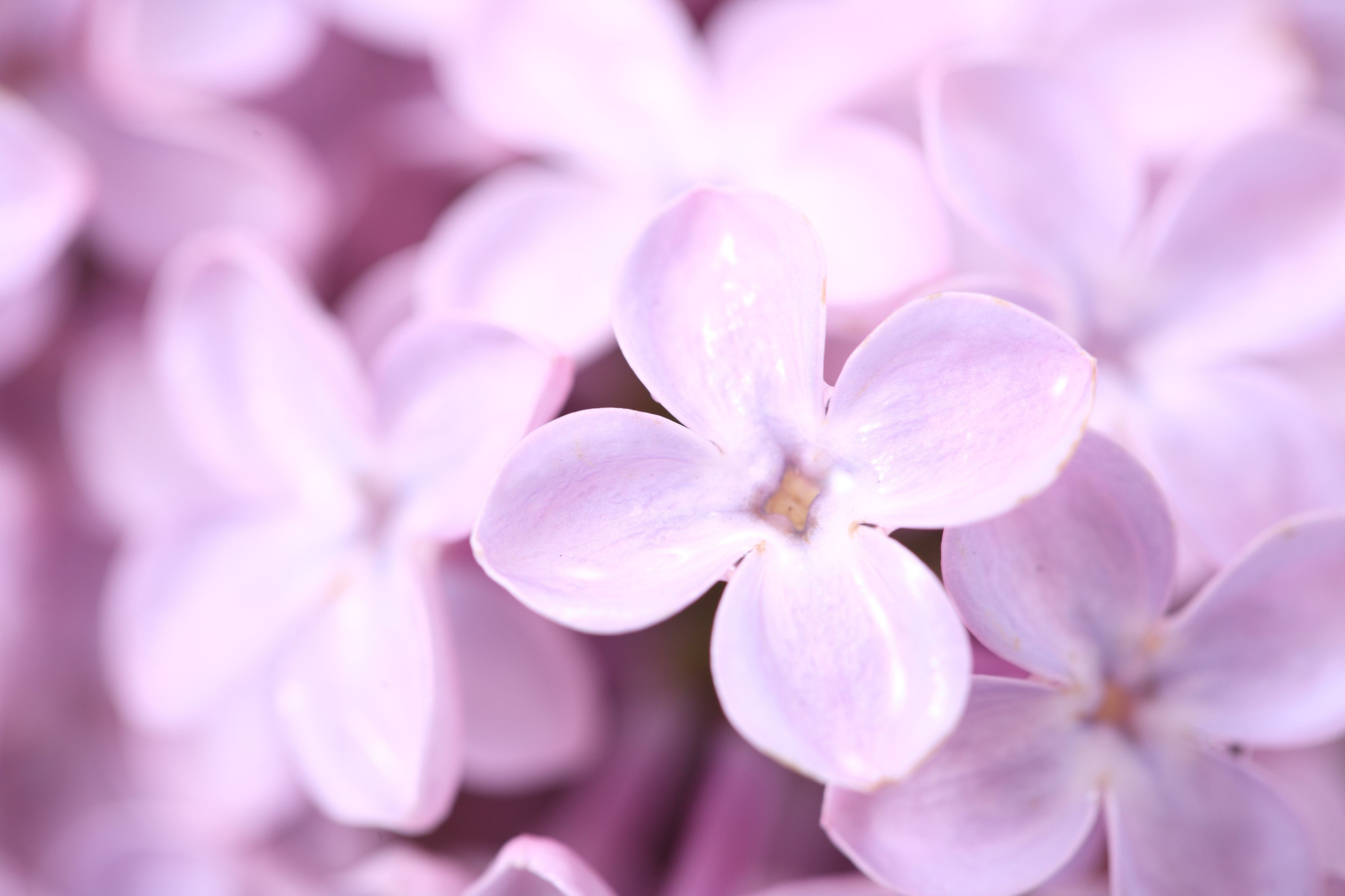 Purple Petal Flower Wallpapers Wallpaper Cave
