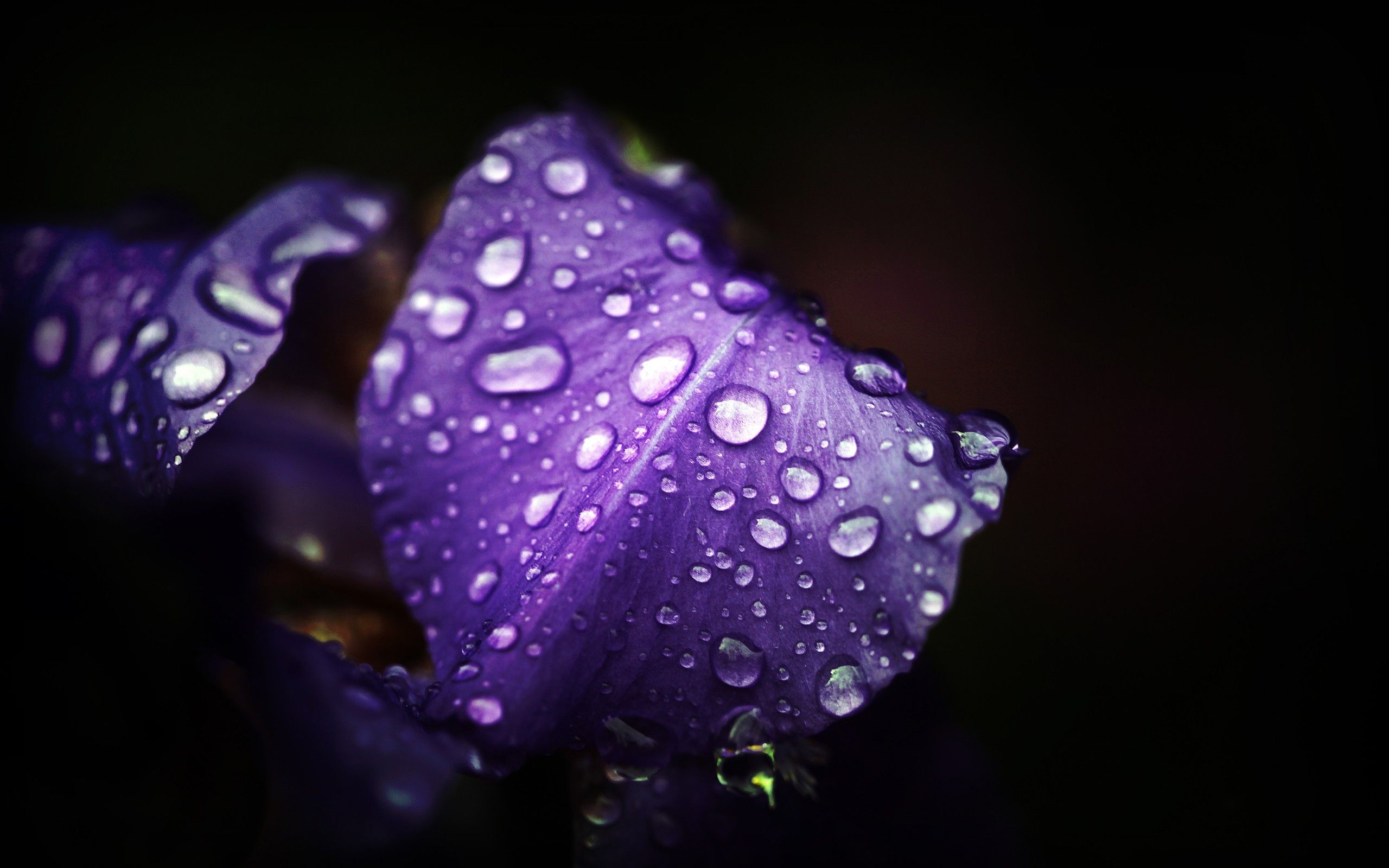 Purple Petal Flower Wallpapers Wallpaper Cave