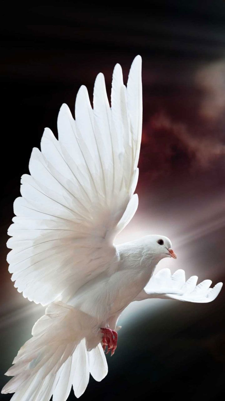 White Dove HD Android Wallpapers Wallpaper Cave