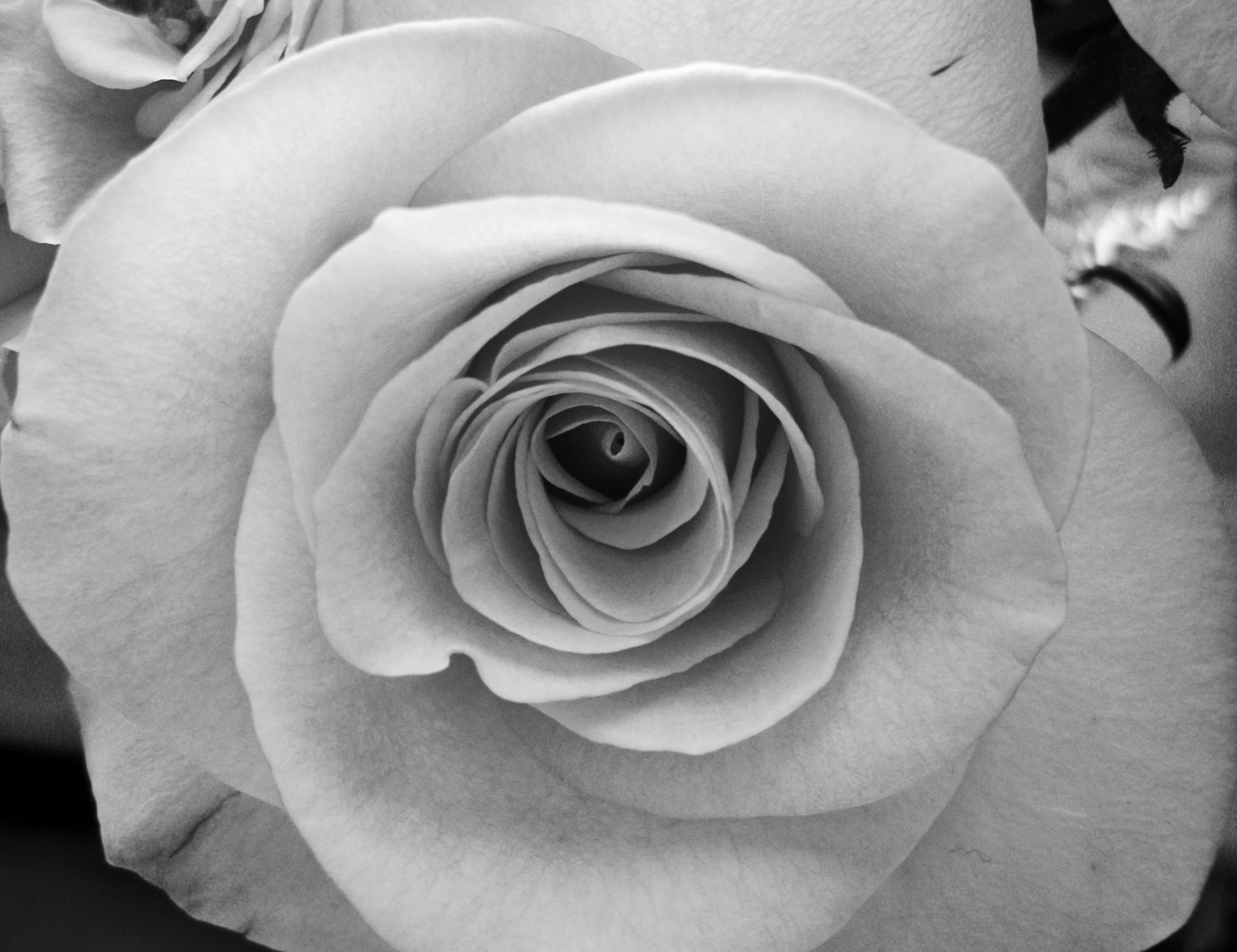 Black And White Rose Aesthetic 4k Wallpapers Wallpaper Cave