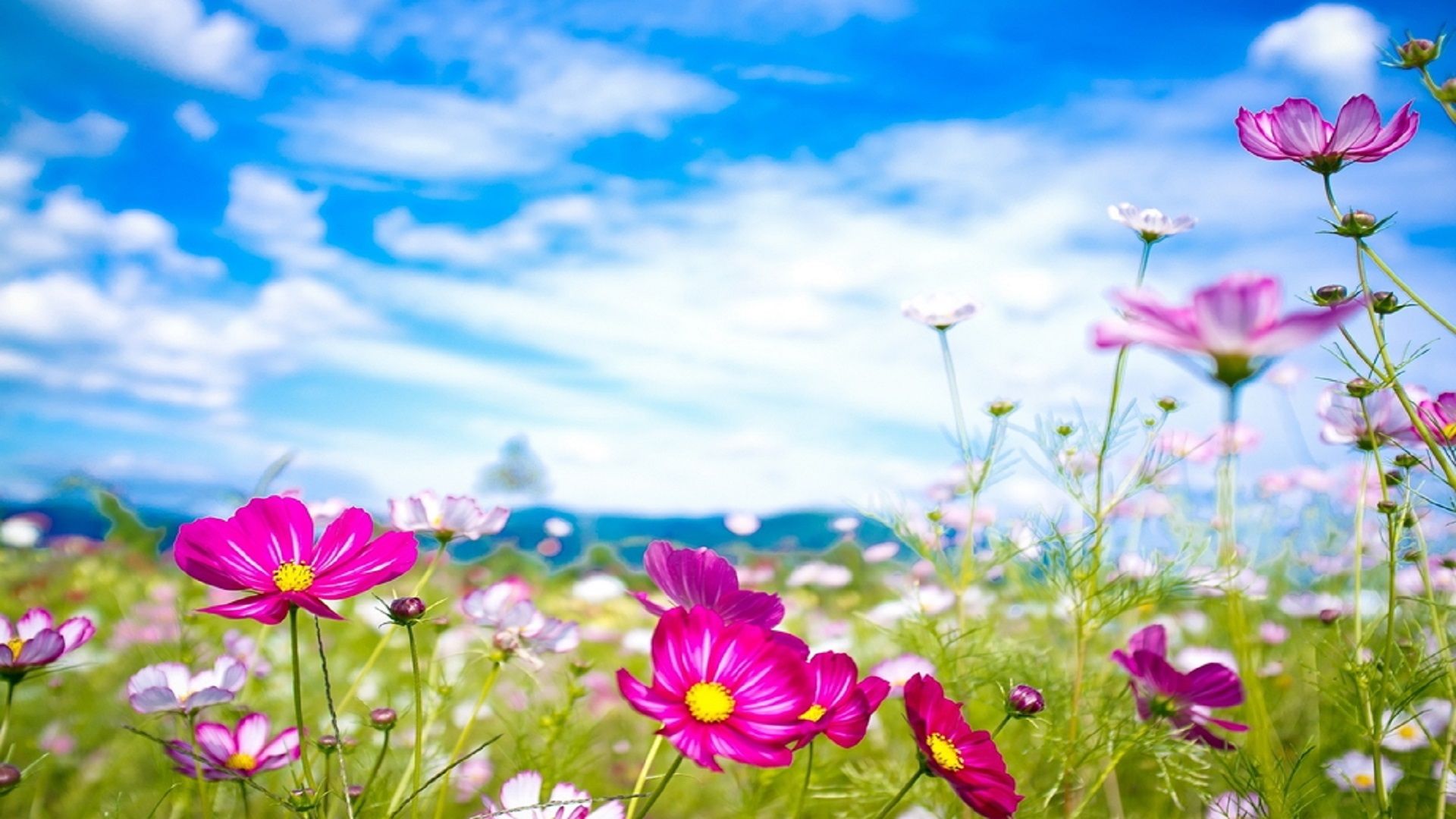 Summer Season Wallpapers Wallpaper Cave