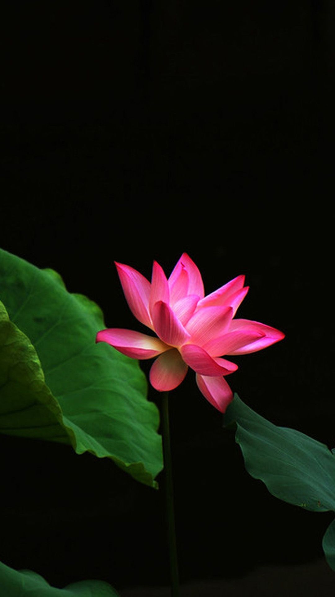 Beautiful Lotus Flowers Mobile Wallpapers Wallpaper Cave