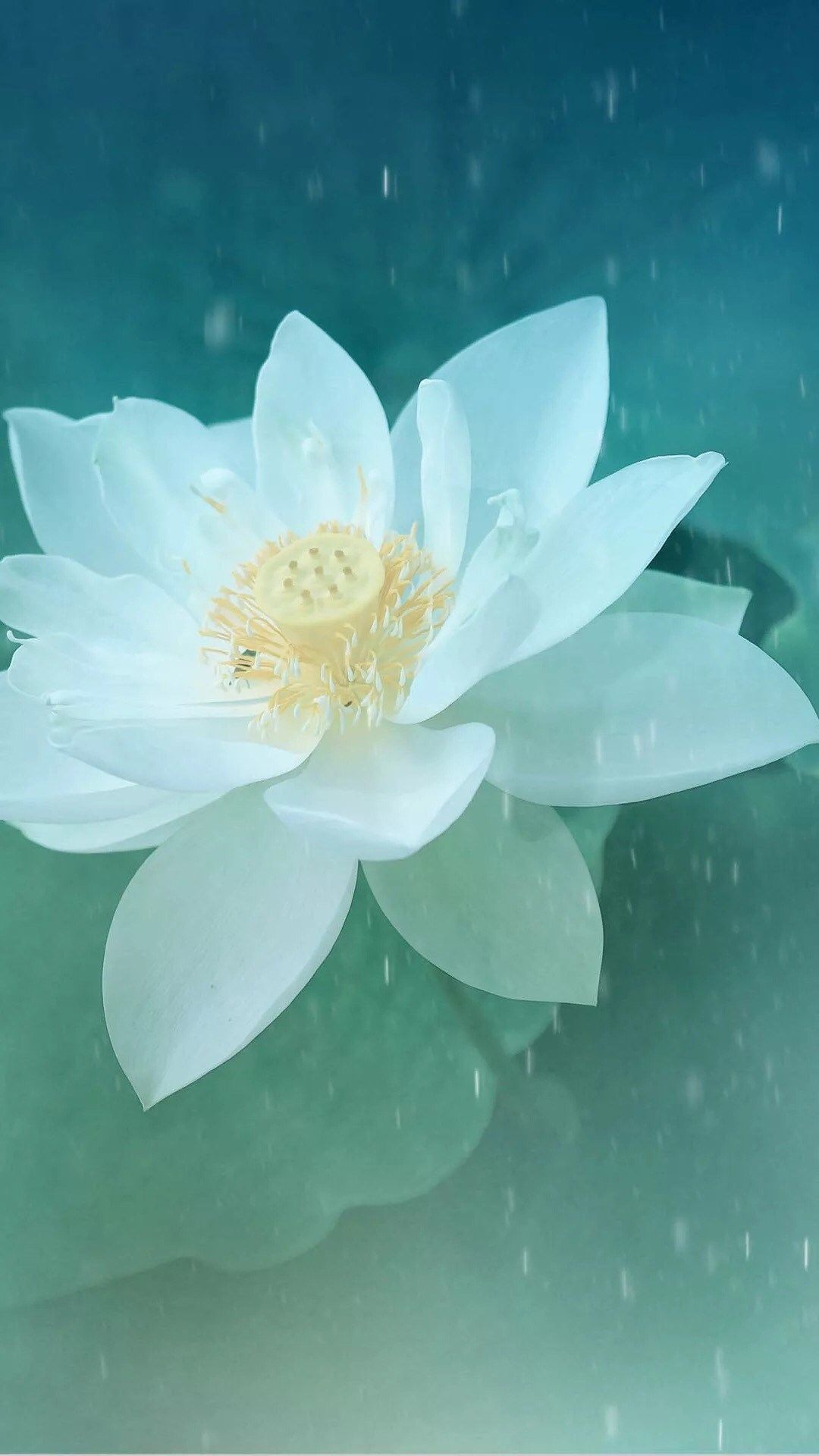 Beautiful Lotus Flowers Mobile Wallpapers Wallpaper Cave