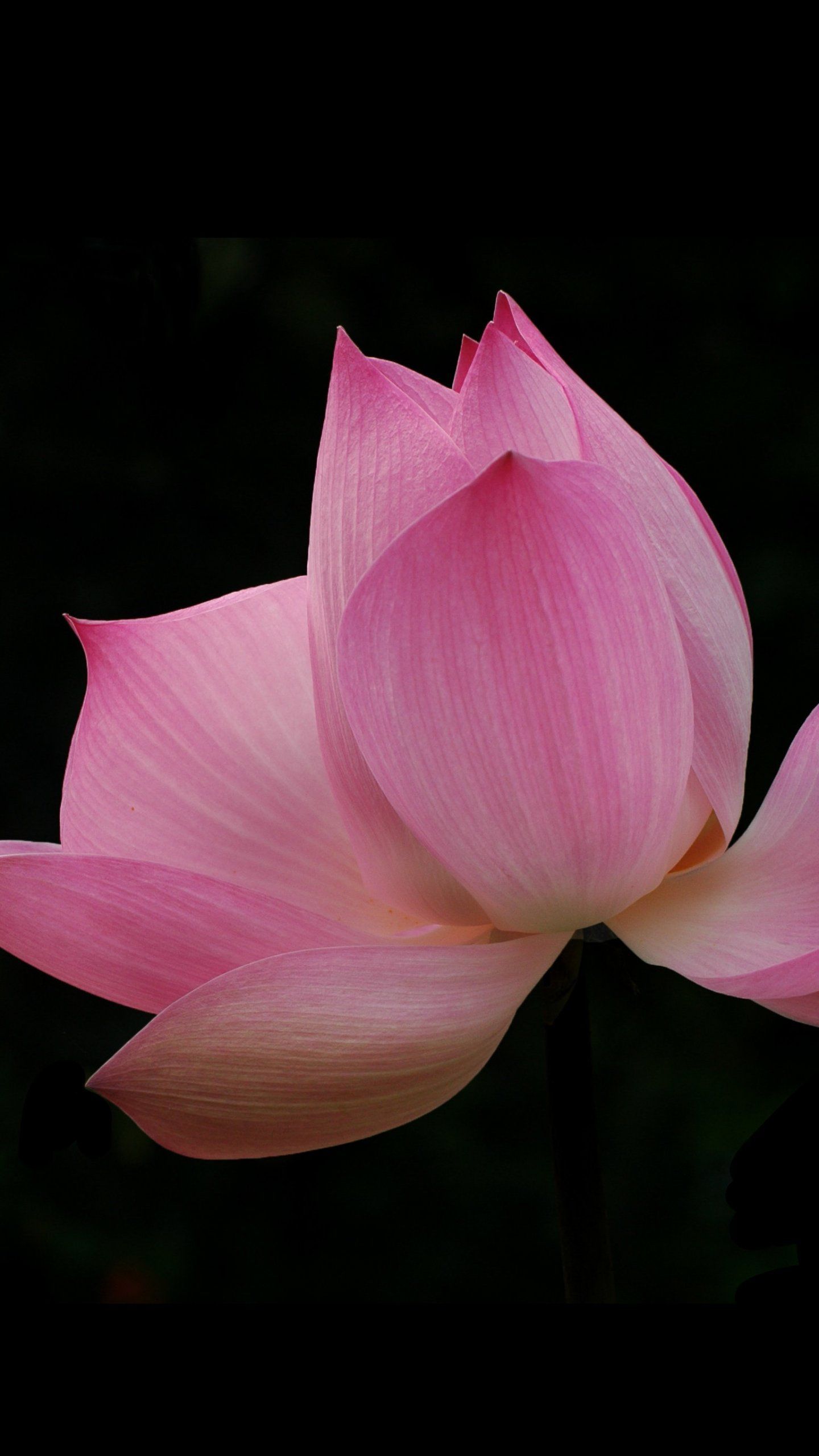 Beautiful Lotus Flowers Mobile Wallpapers Wallpaper Cave