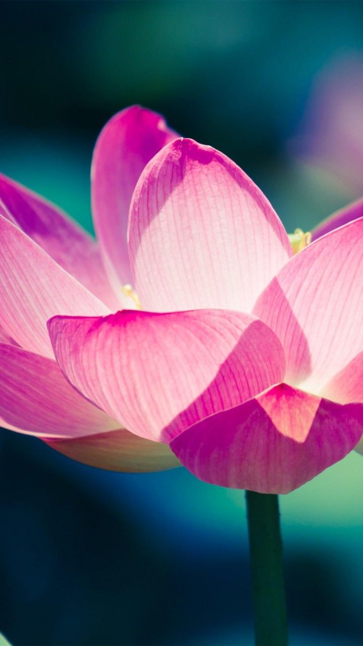 Beautiful Lotus Flowers Mobile Wallpapers Wallpaper Cave
