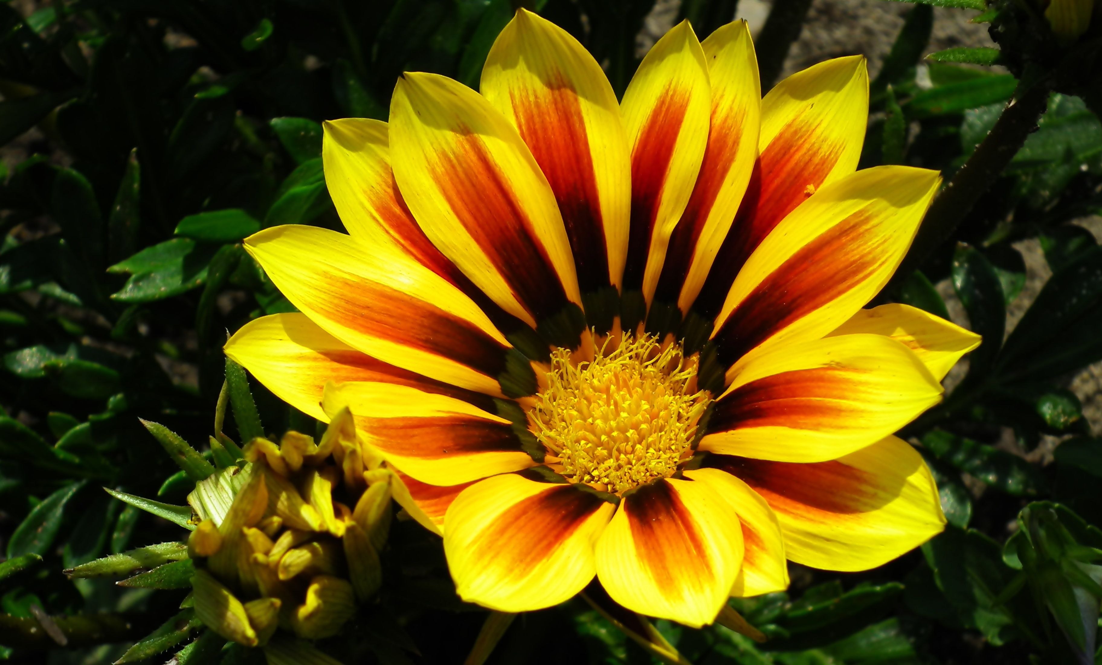 Laptop Yellow Aesthetic Wallpapers Wallpaper Cave