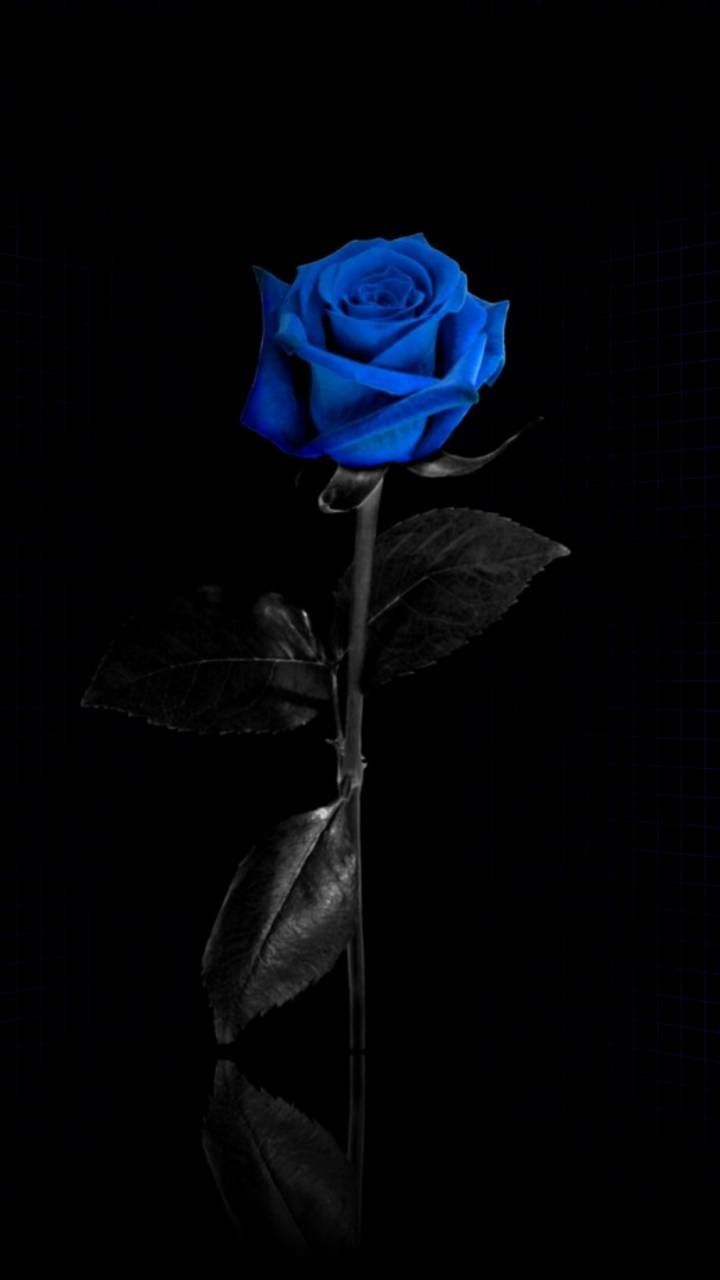 Dark Blue Flower Aesthetic Wallpapers Wallpaper Cave