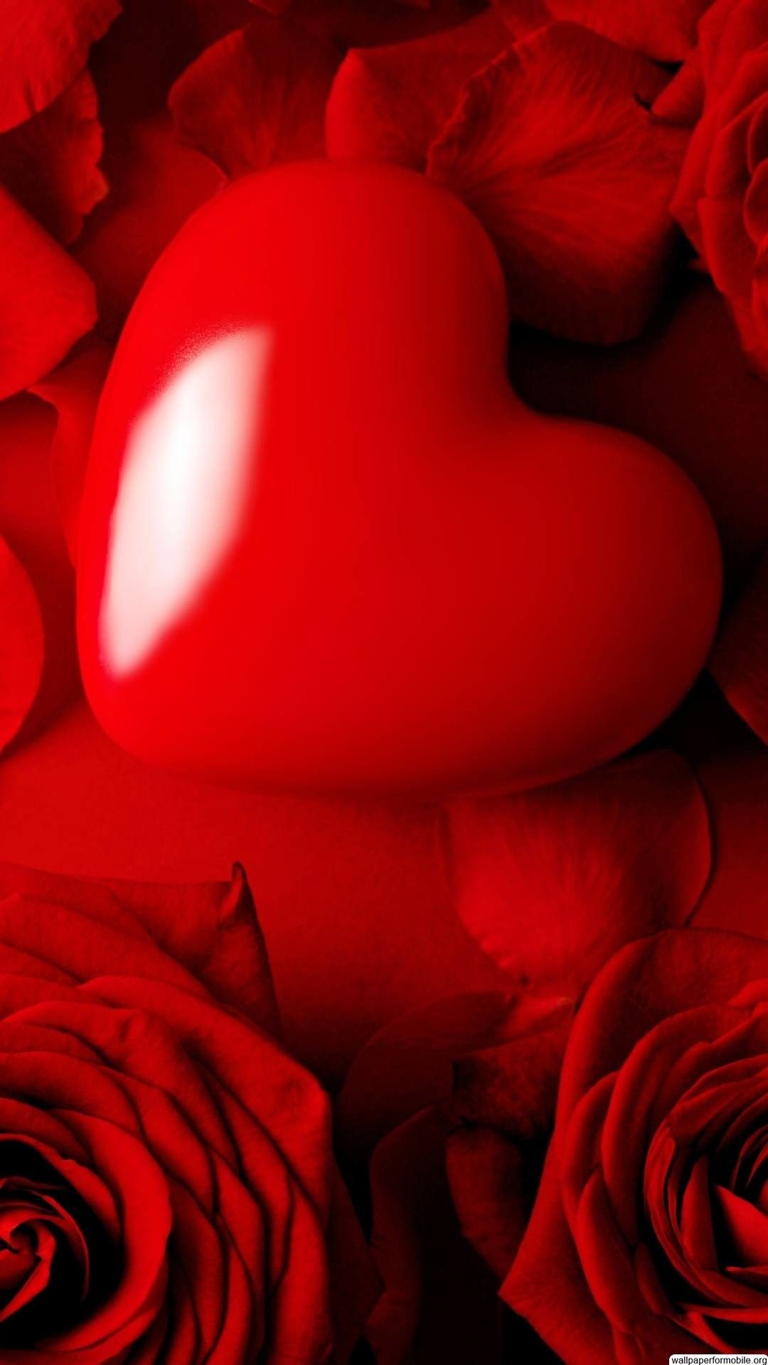 Love Rose Mobile Wallpapers Wallpaper Cave