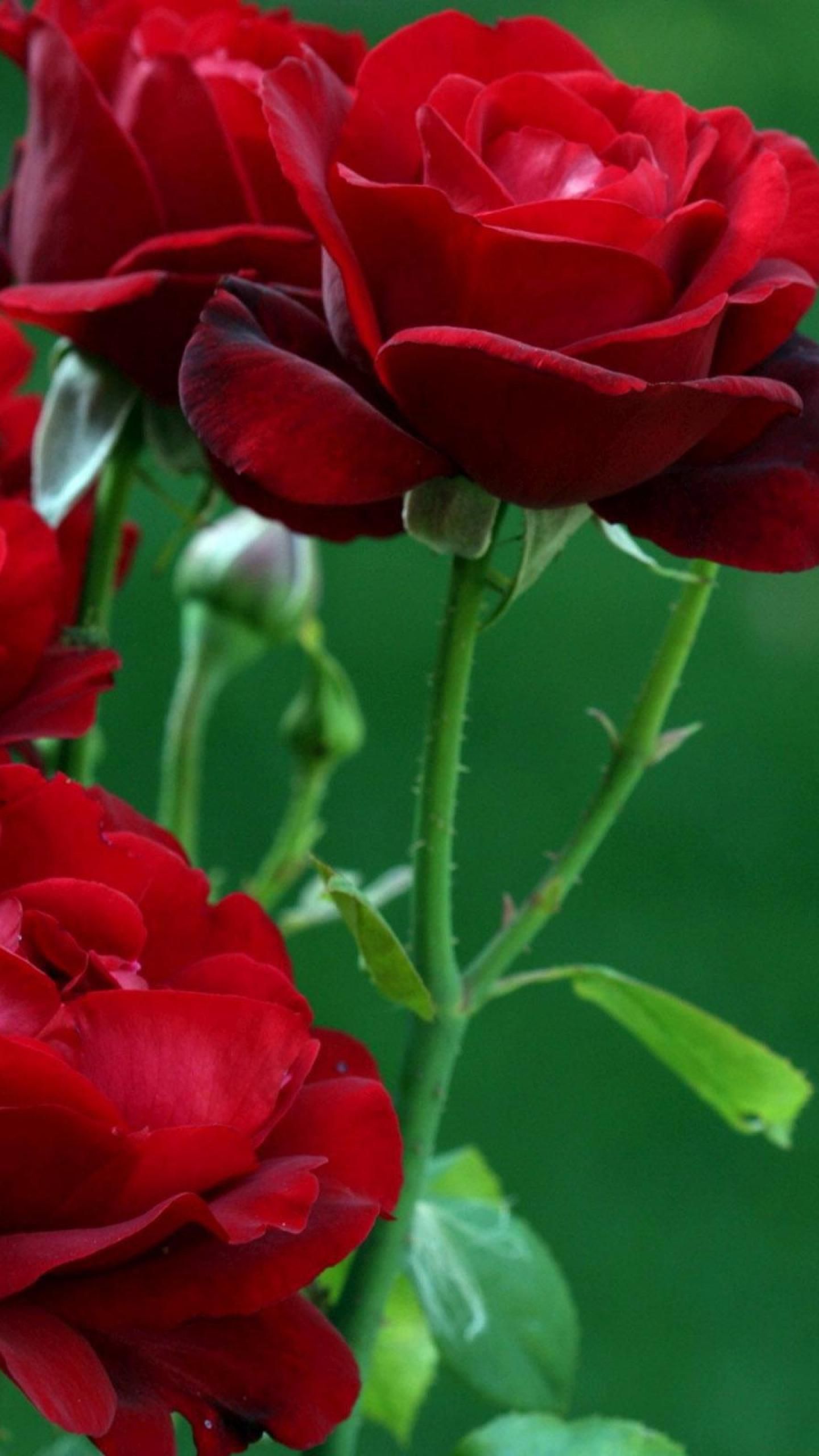 Love Rose Mobile Wallpapers Wallpaper Cave
