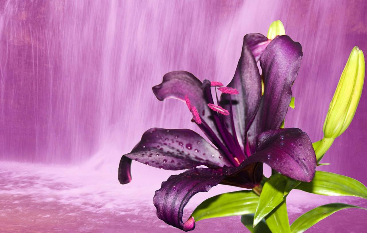 Waterfall Flowers Wallpapers Wallpaper Cave