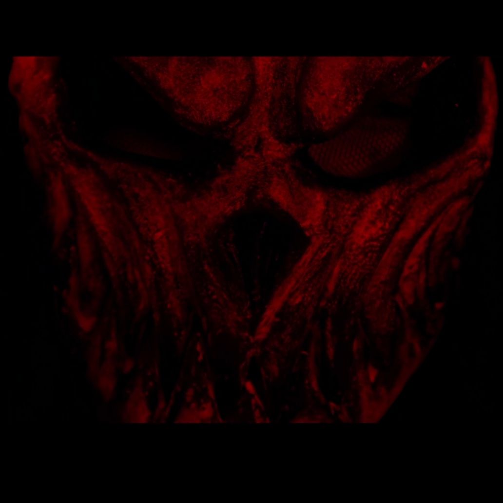 Slaughter To Prevail Wallpapers Wallpaper Cave