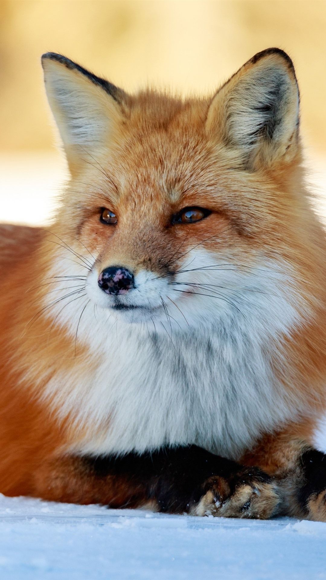 Cute Fox Phone Wallpapers Wallpaper Cave