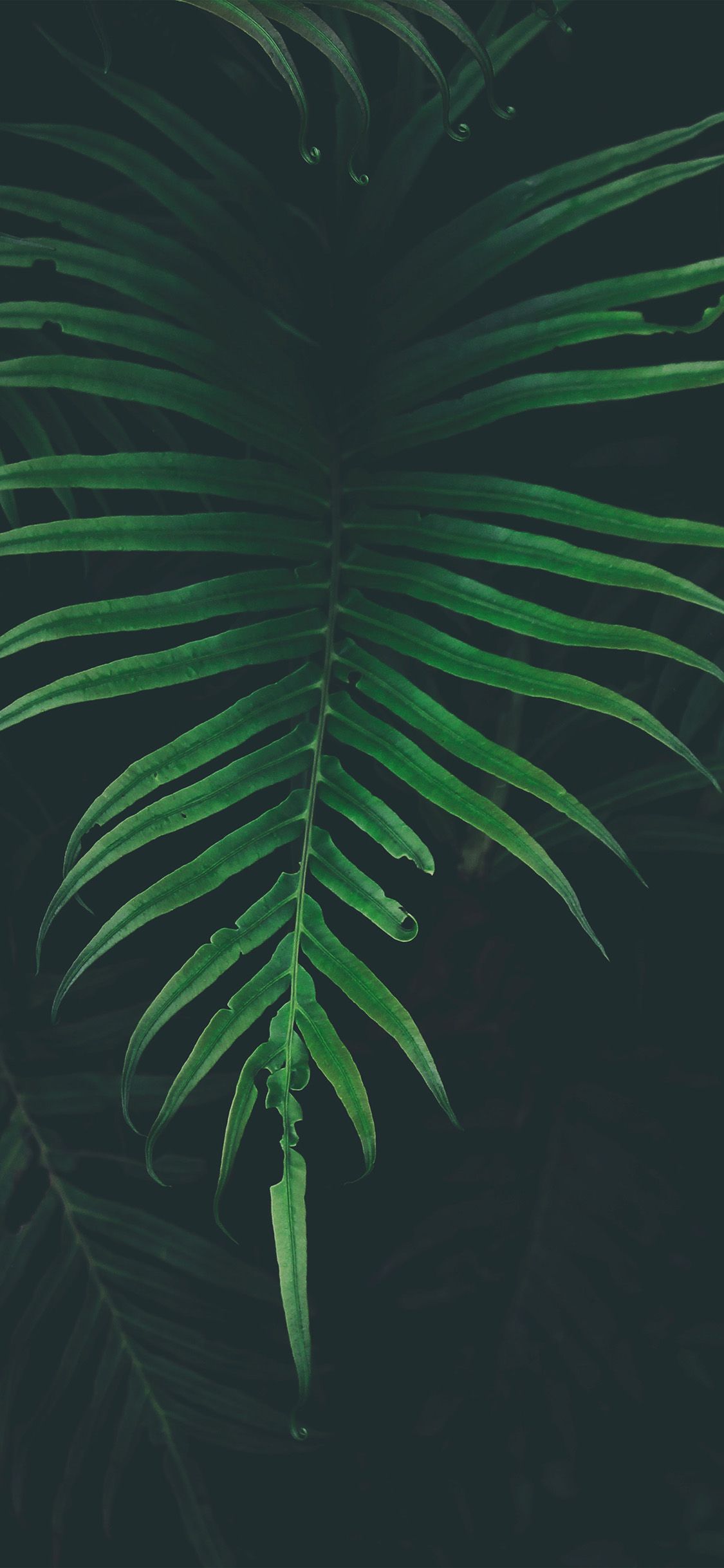 Leaf HD iPhone Wallpapers Wallpaper Cave