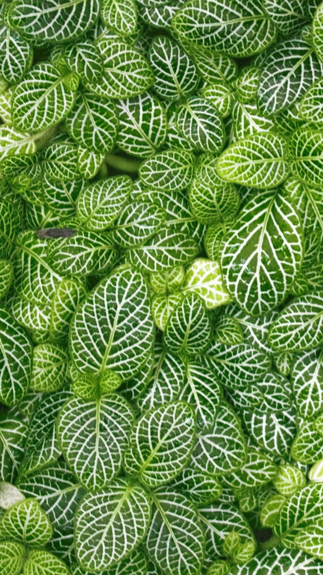 Leaf HD iPhone Wallpapers Wallpaper Cave