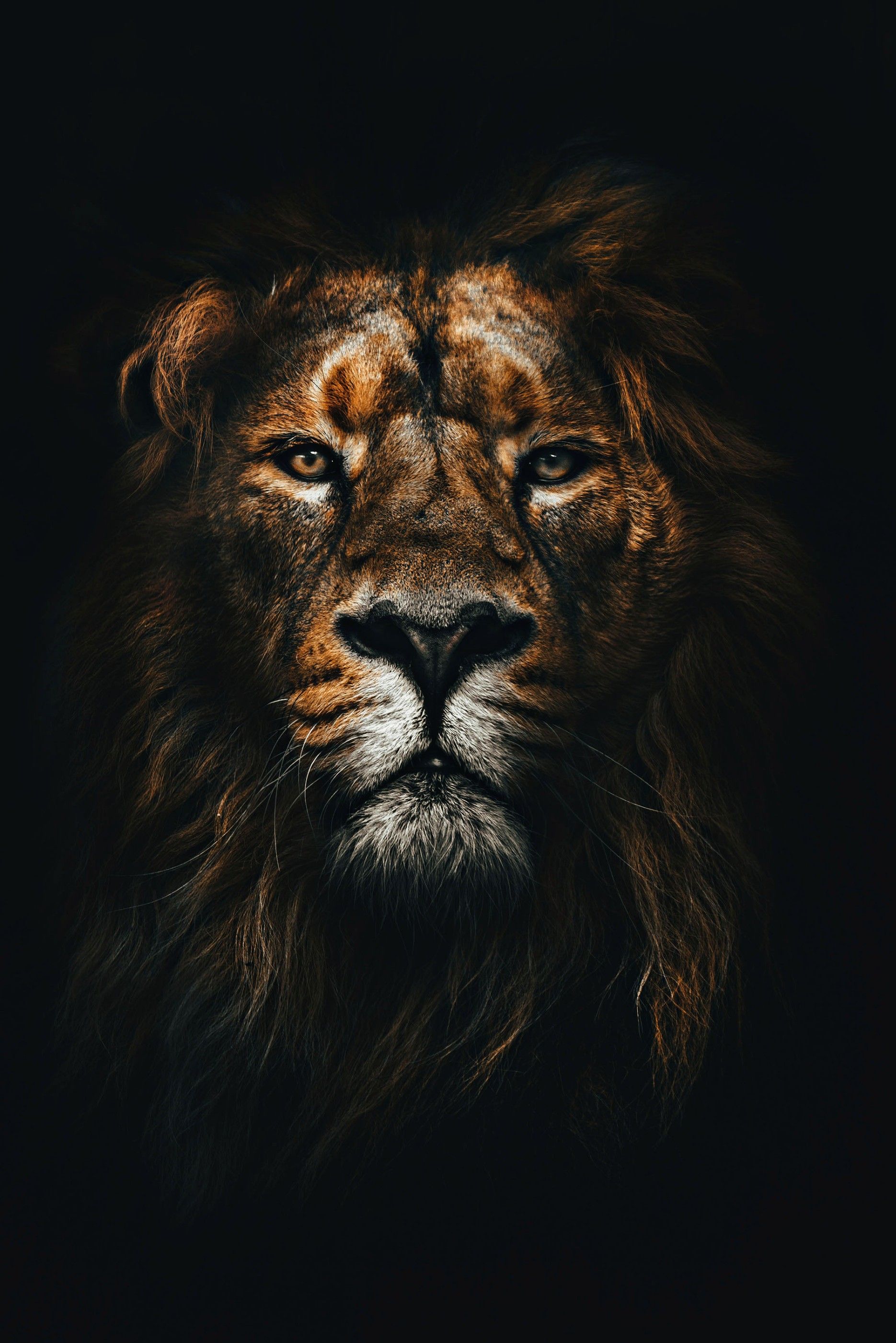 Dark Lion Wallpapers Wallpaper Cave