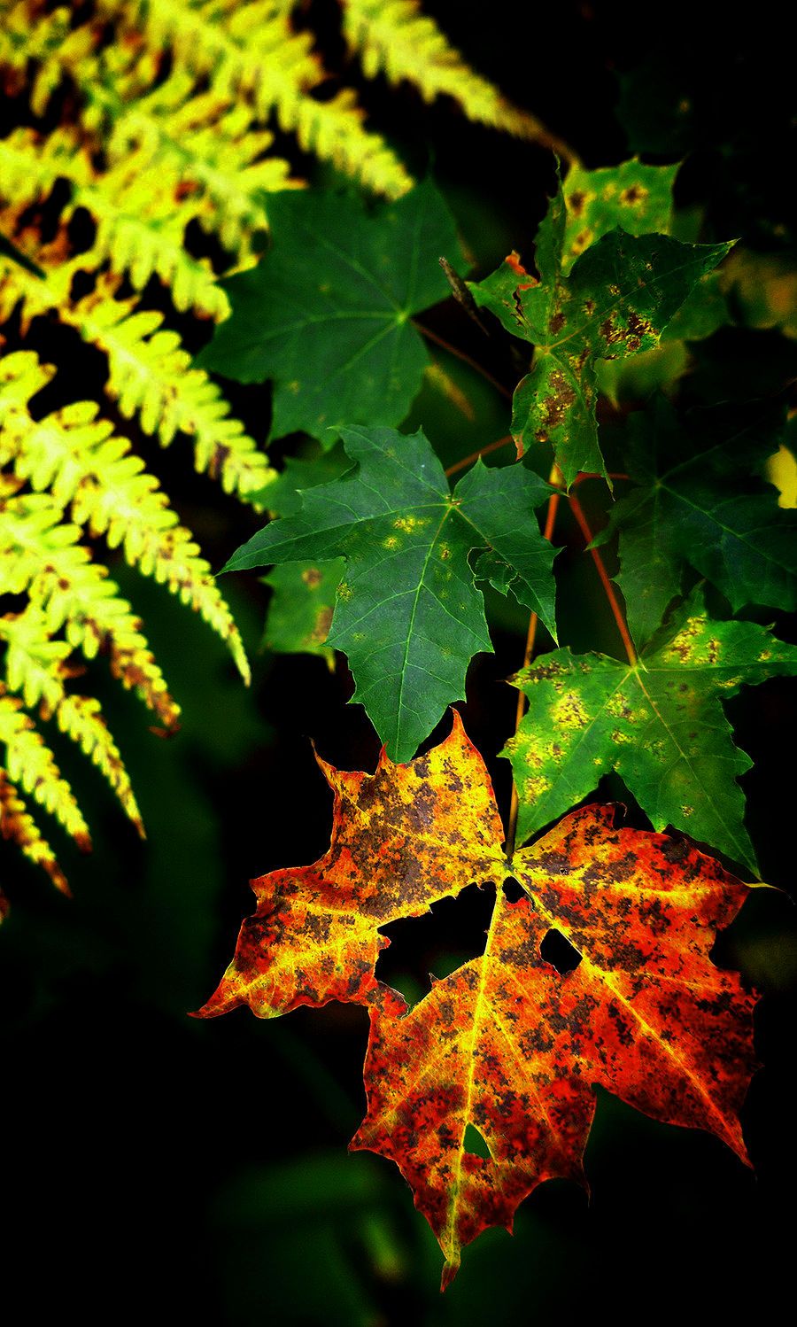 Mobile Size Wallpapers Wallpaper Cave