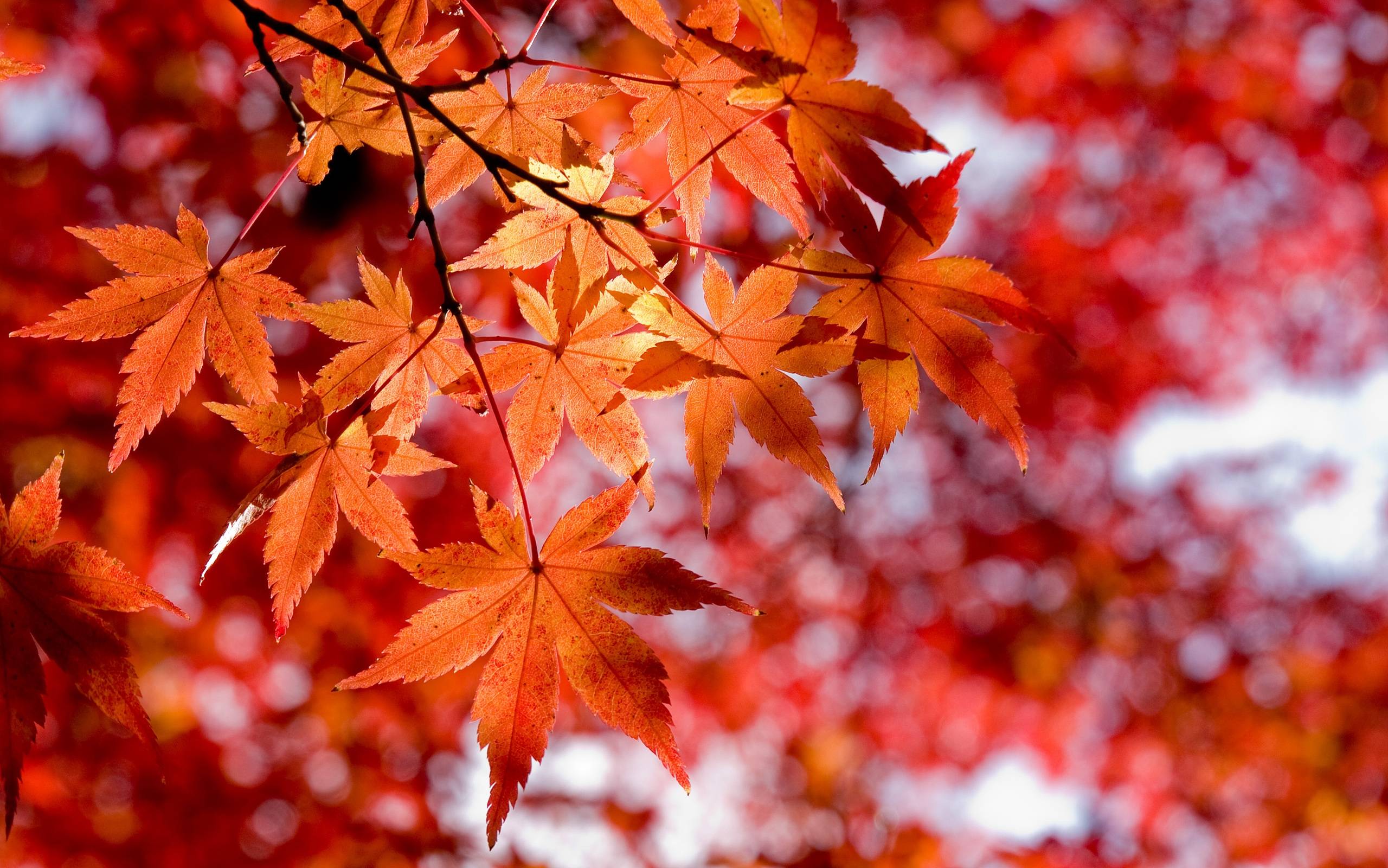 Maples Leaves Red Anime Beautiful Wallpapers Wallpaper Cave