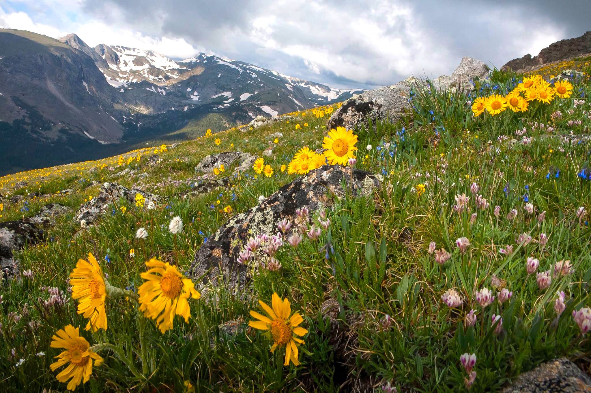 Wildflowers Mountain Valley Wallpapers Wallpaper Cave