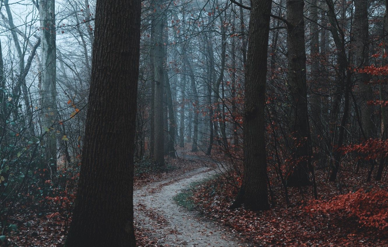 Dry Tree Ultra HD Wallpapers Wallpaper Cave