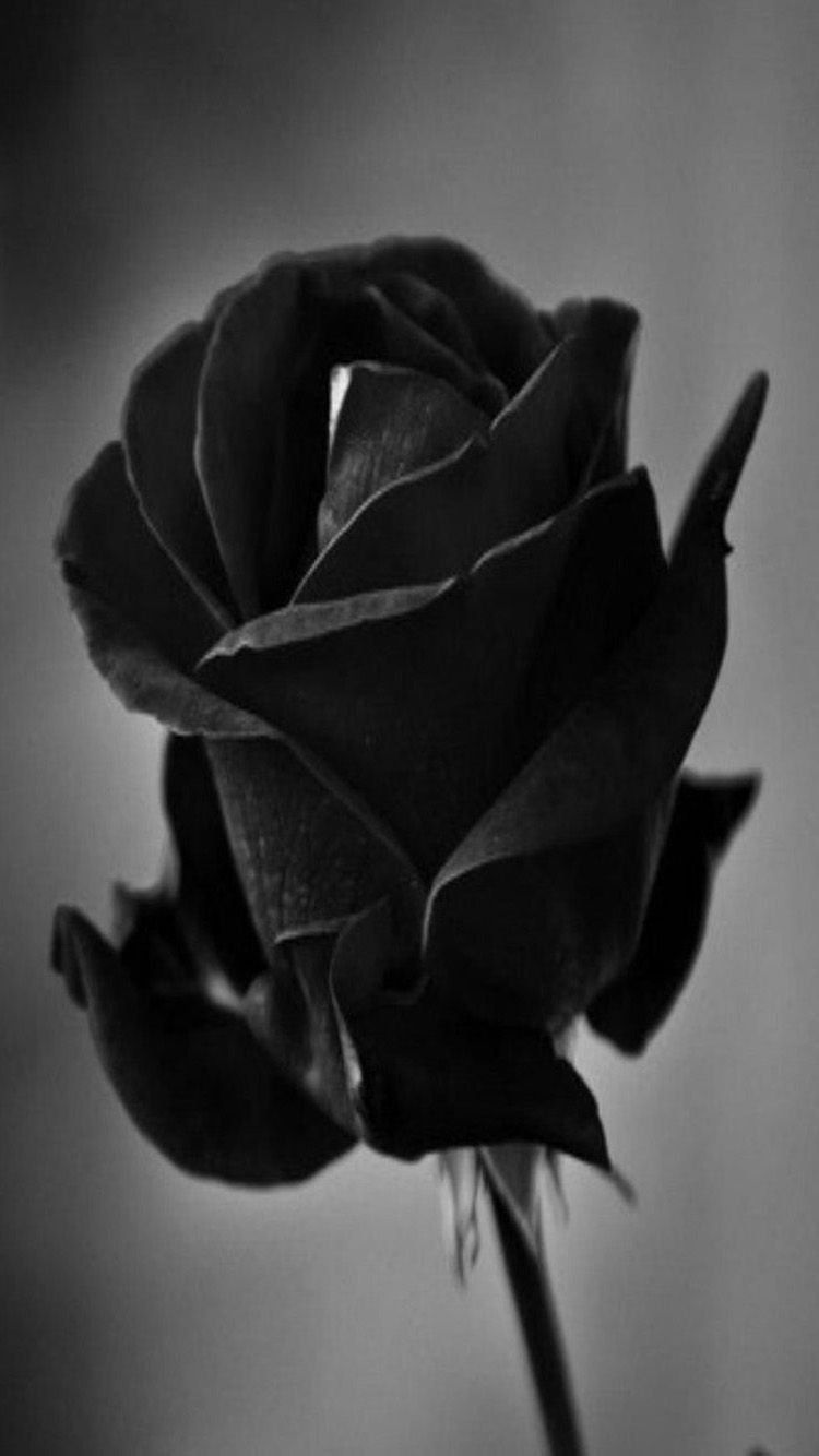 Black And Rose Gold Phone Wallpapers Wallpaper Cave