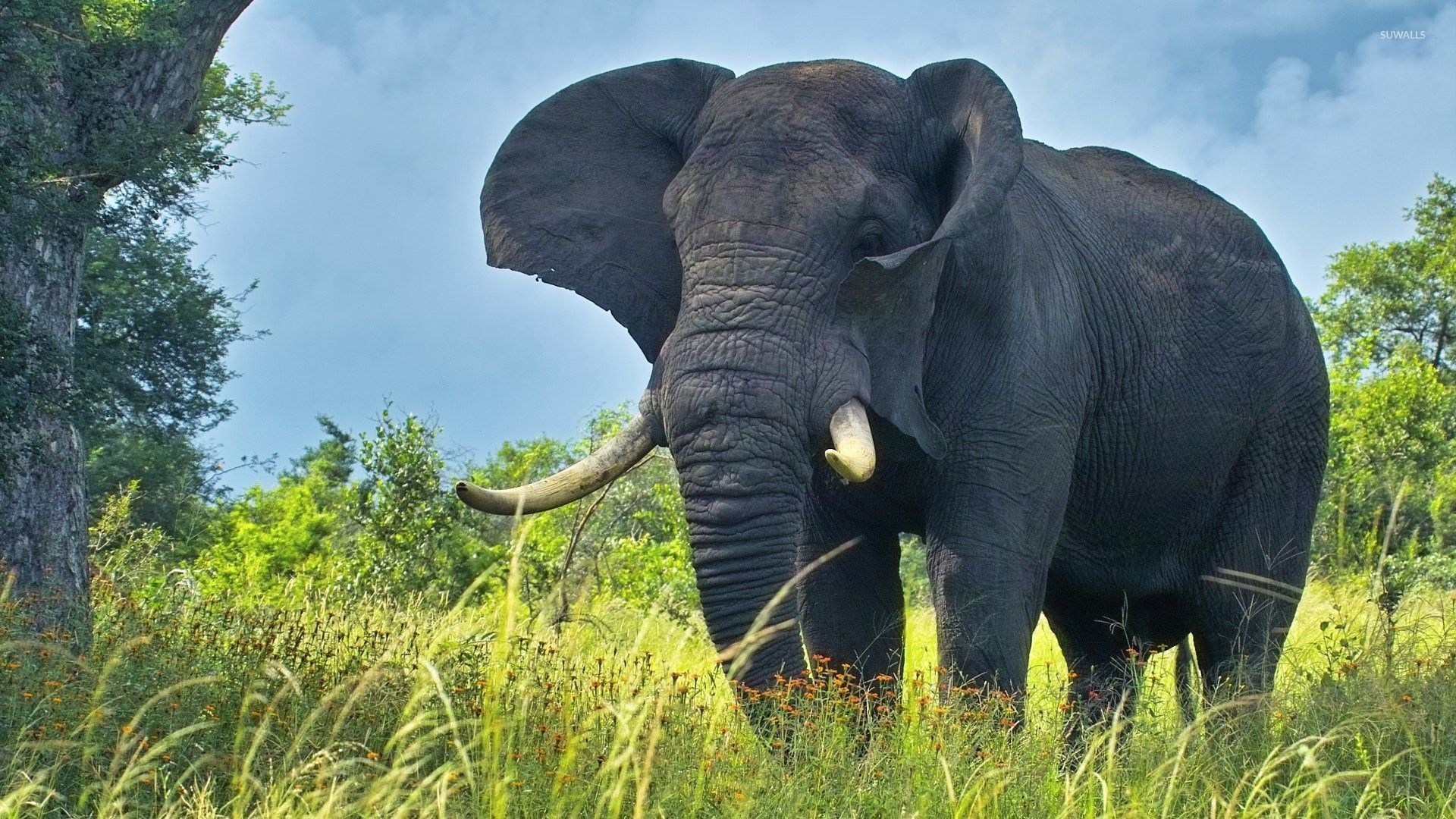 Elephant Trees Forest Wallpapers Wallpaper Cave