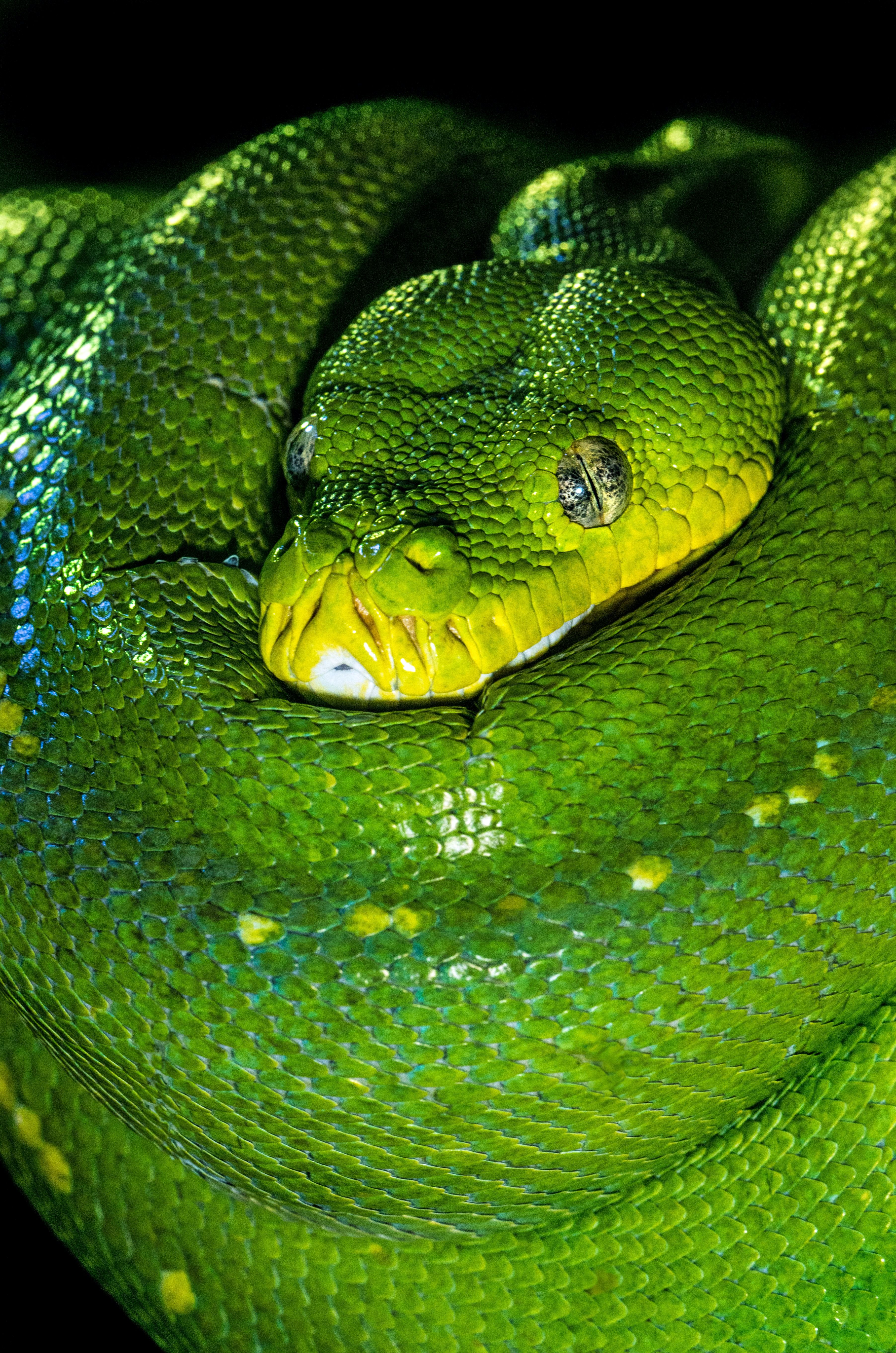 Green And Gray Snake Animals Wallpapers Wallpaper Cave