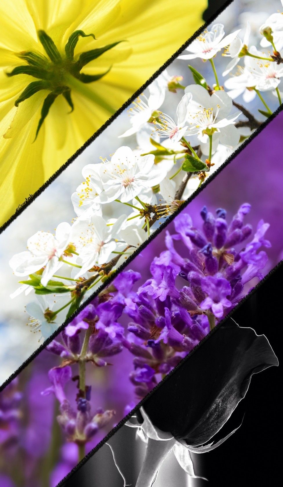 Hidden Lgbtq Wallpapers Non Binary Nonbinary Pride Wallpaper by