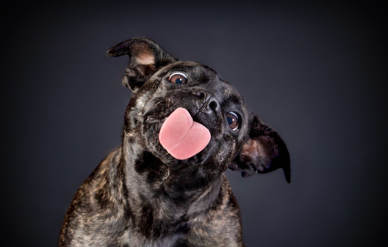 Staffordshire Bull Terriers Wallpapers Wallpaper Cave