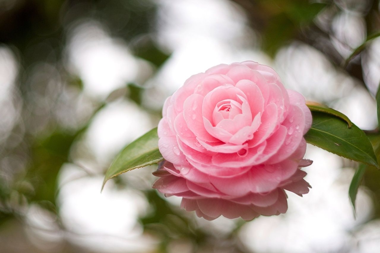 Pink Camellia Wallpapers Wallpaper Cave