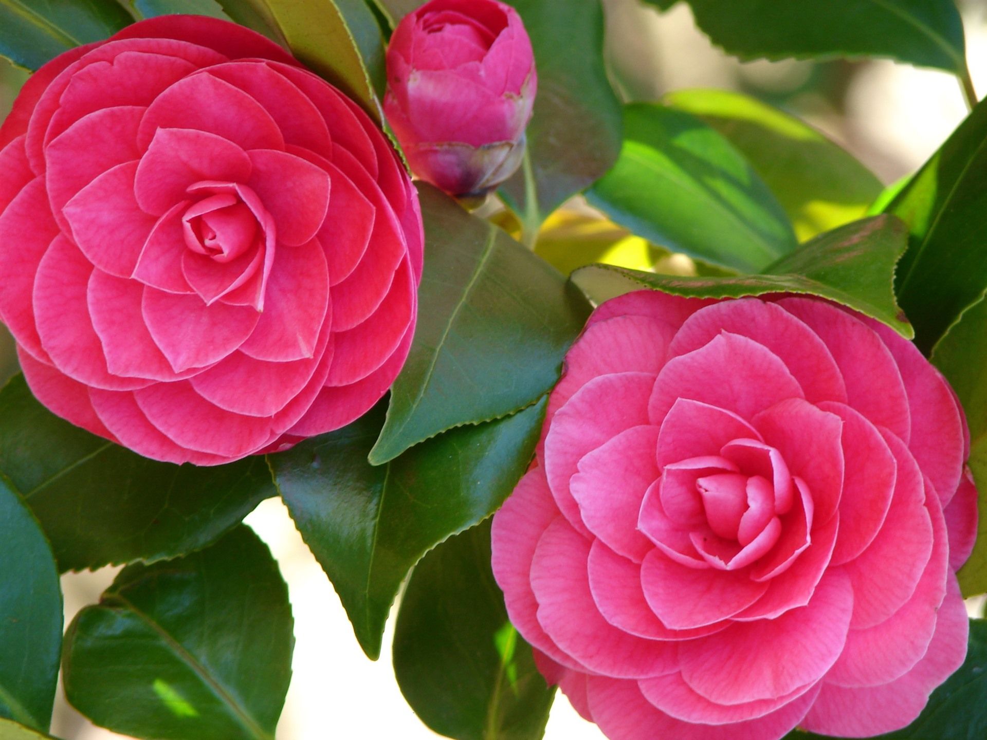Pink Camellia Wallpapers Wallpaper Cave