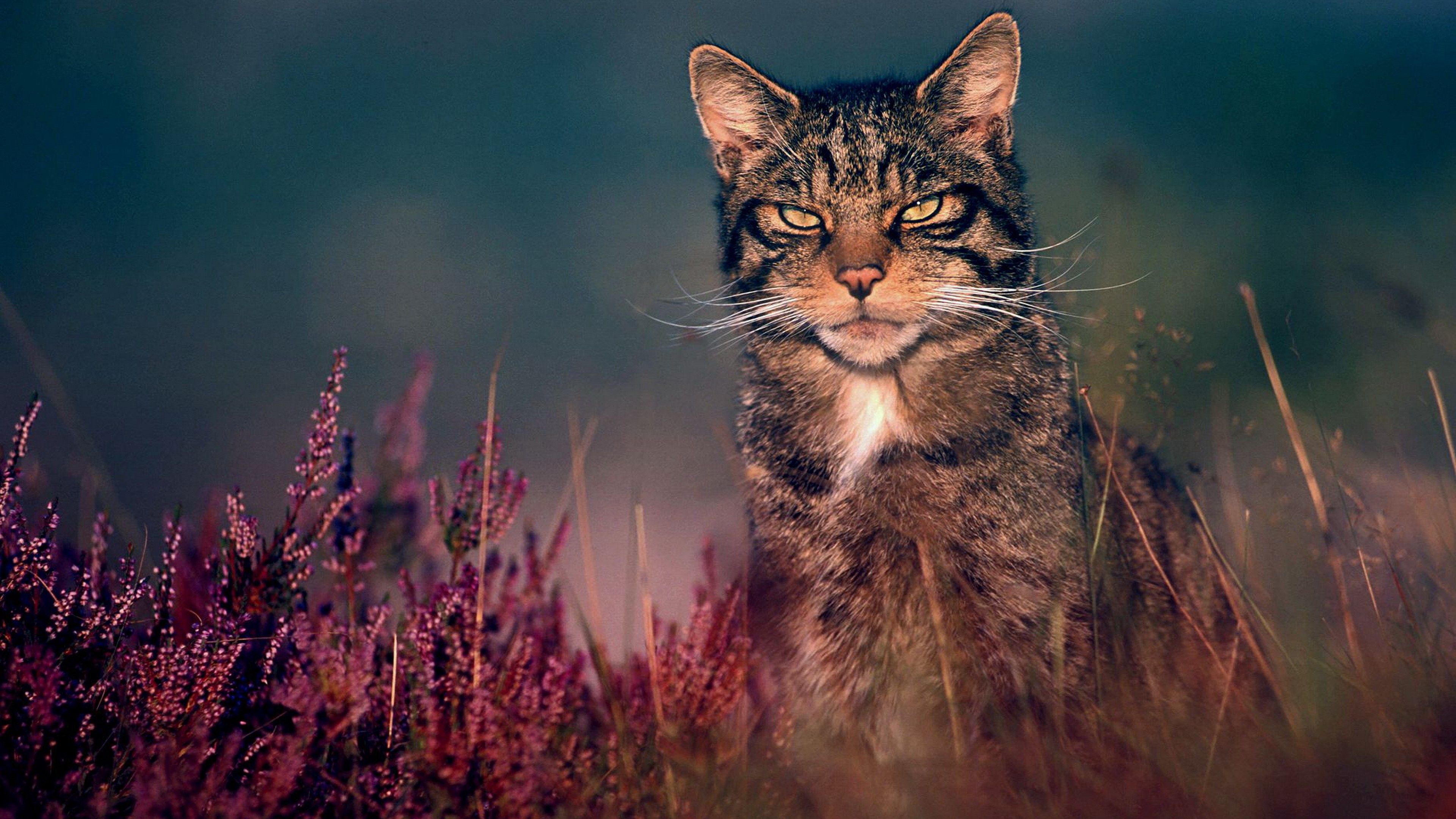 Angry Cat Wallpapers Wallpaper Cave