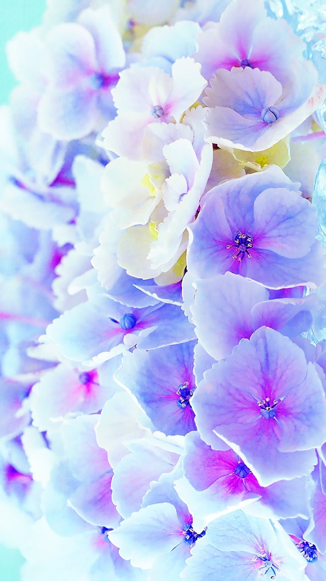 Purple Blue Flower Wallpapers Wallpaper Cave