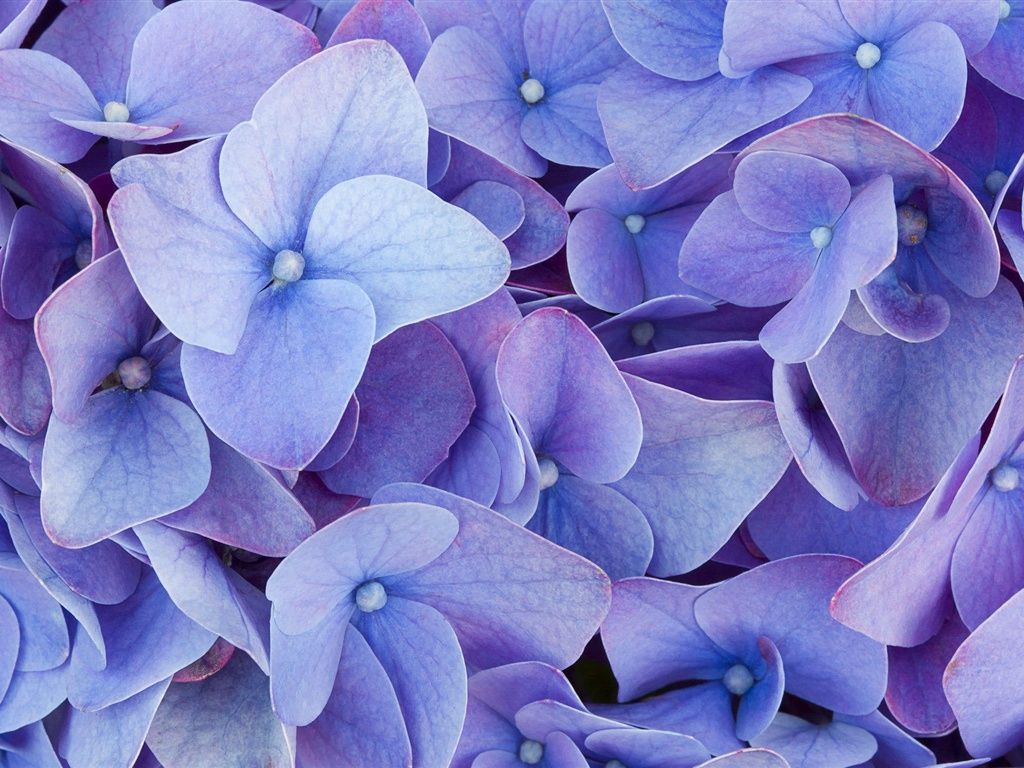 Purple Blue Flower Wallpapers Wallpaper Cave