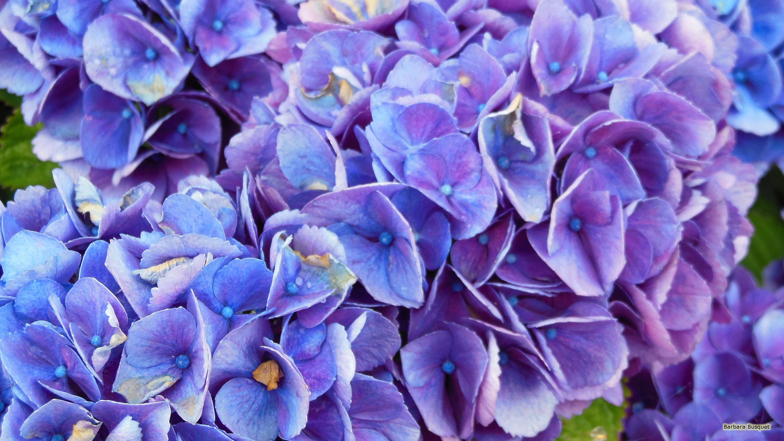 Purple Blue Flower Wallpapers Wallpaper Cave