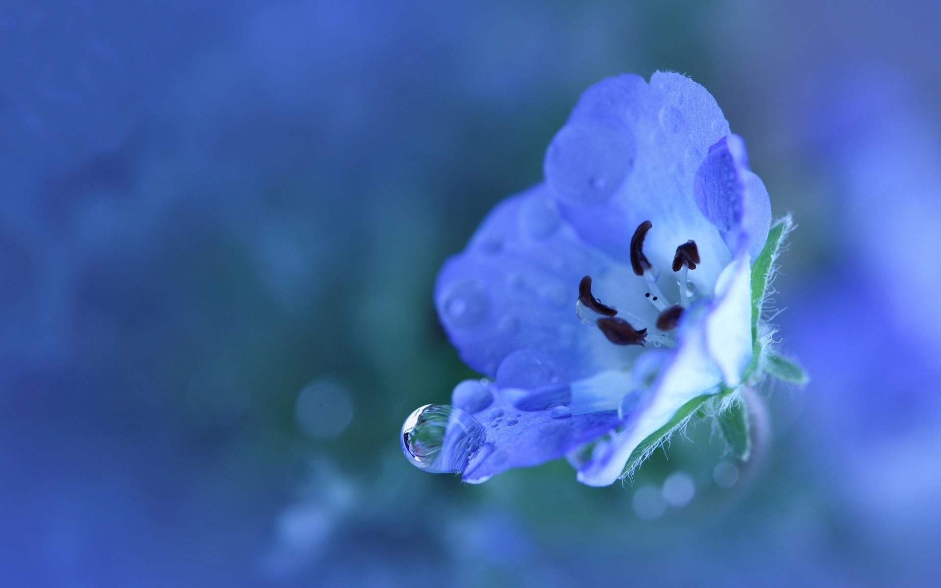 Purple Blue Flower Wallpapers Wallpaper Cave