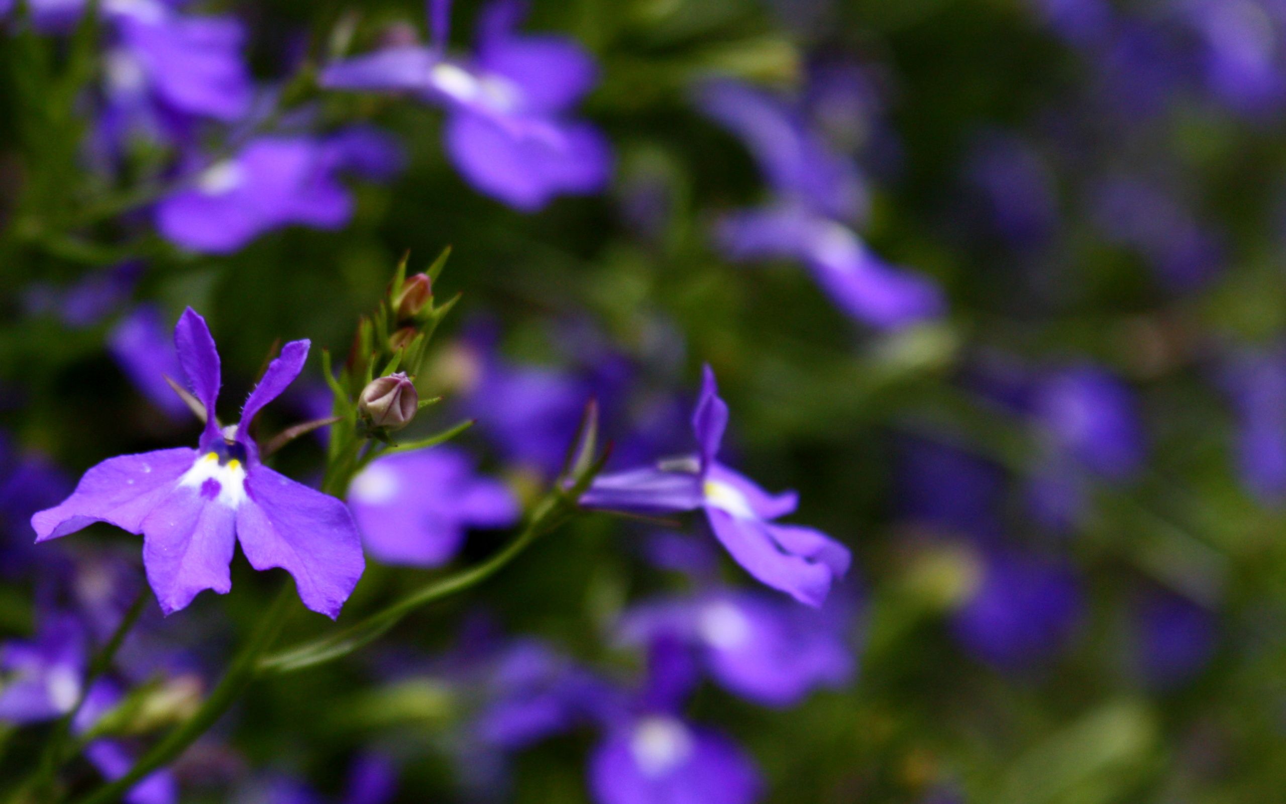 Purple Blue Flower Wallpapers Wallpaper Cave