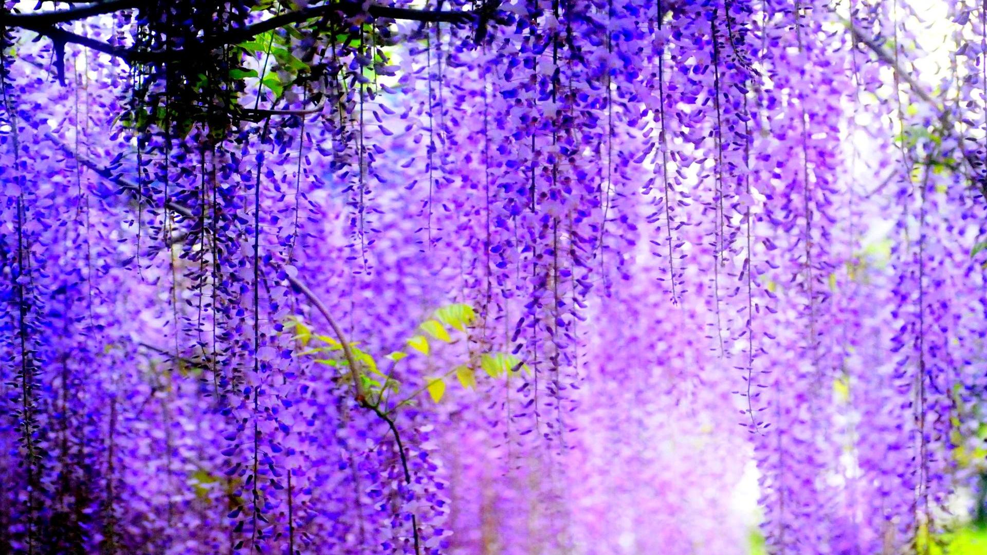 Purple Blue Flower Wallpapers Wallpaper Cave