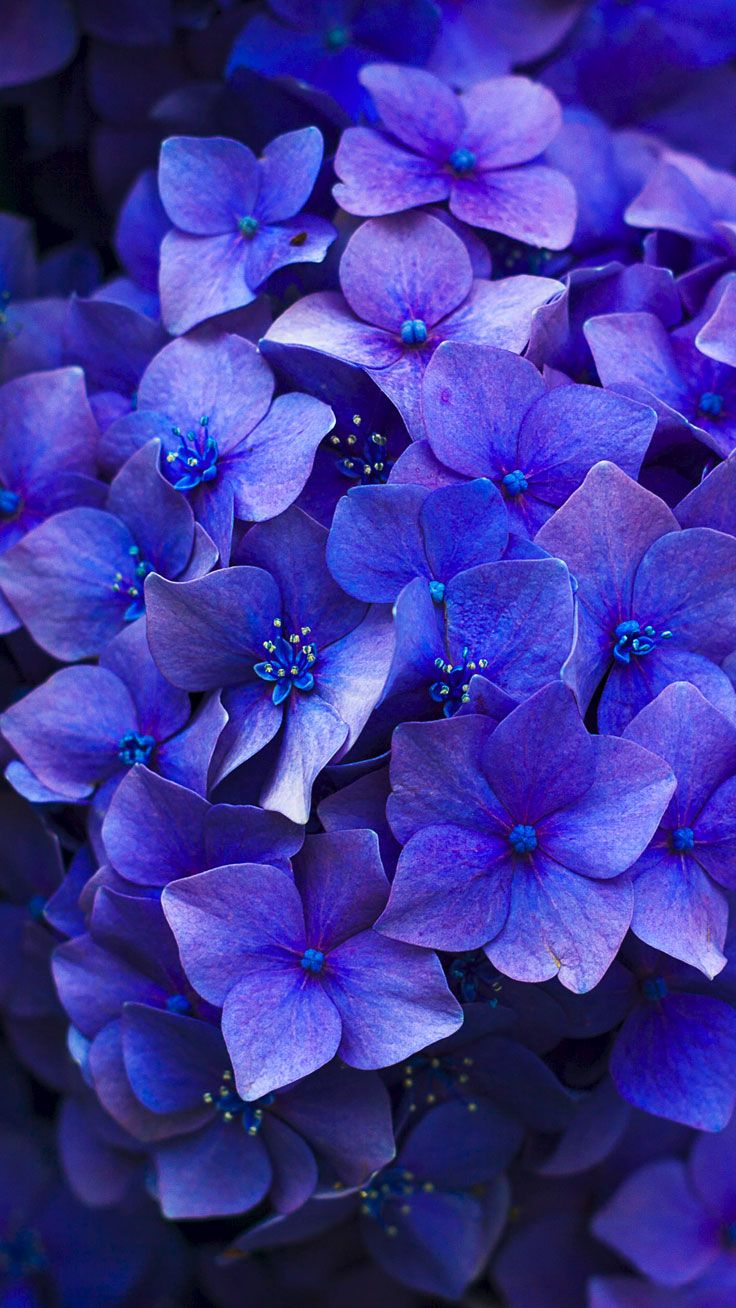 Purple Blue Flower Wallpapers Wallpaper Cave