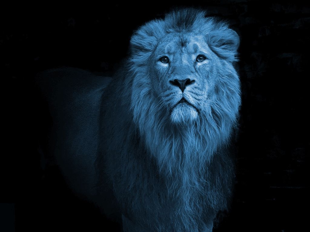 Blue Lion Wallpapers Wallpaper Cave