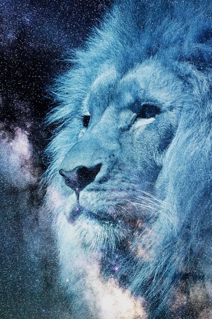 Blue Lion Wallpapers Wallpaper Cave