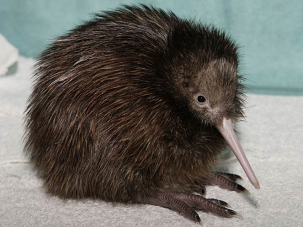 Kiwi Bird Wallpapers Wallpaper Cave