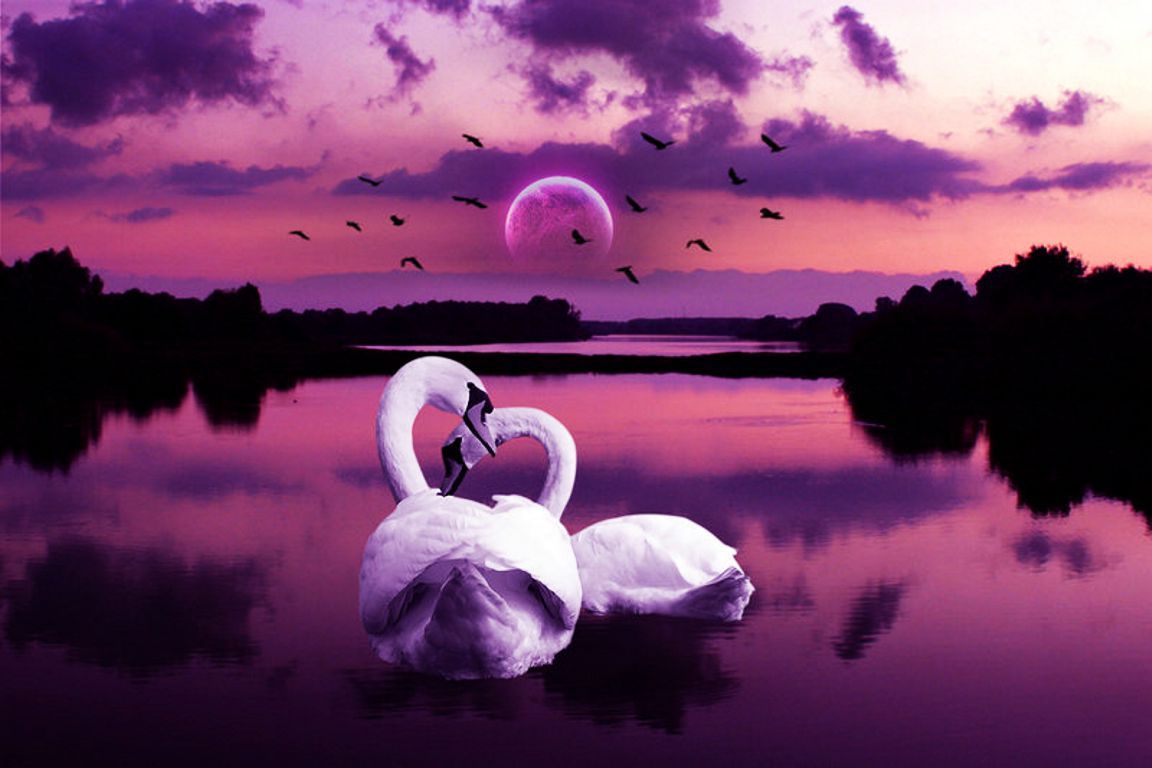 Sunset Swans Wallpapers Wallpaper Cave