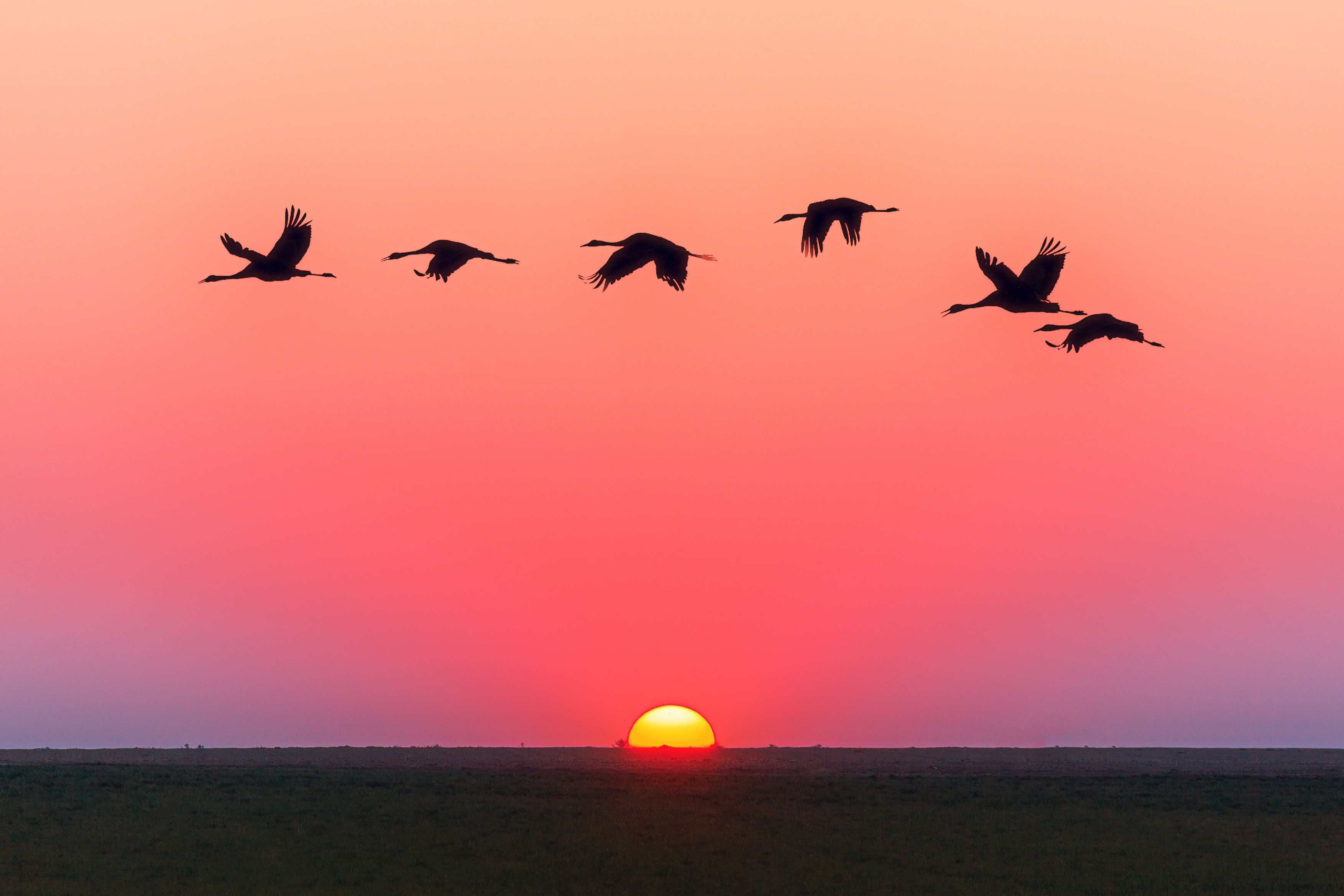 Sunset Swans Wallpapers Wallpaper Cave